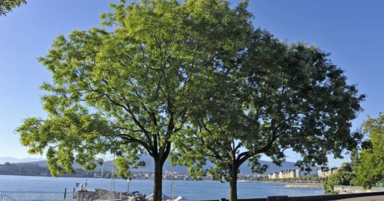 Planta de mezquite: un árbol resistente y beneficioso para el futuro