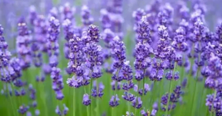 Plantas que Repelen Mosquitos: Las Más Efectivas para Tu Hogar y Jardín