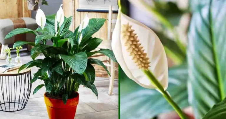 Cuidados simples para el lirio de la paz: guía completa para mantenerlo sano y floreciente