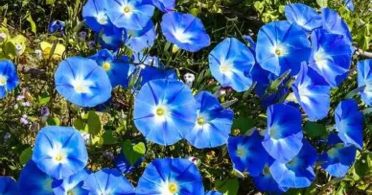 9 Plantas Vivaces para Sembrar en Septiembre y Crear un Jardín Duradero y Colorido