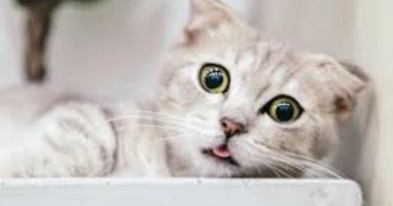 Cómo interpretar el lenguaje corporal de tu gato y mejorar la convivencia