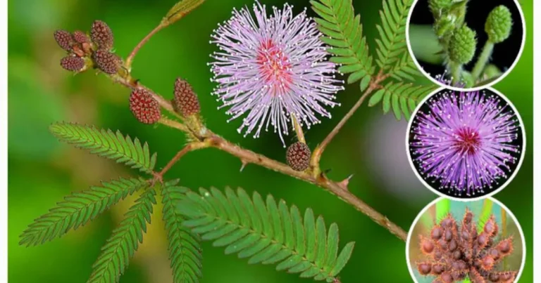 Mimosa Pudica: La Planta Tímida con un Poder Curativo Sorprendente