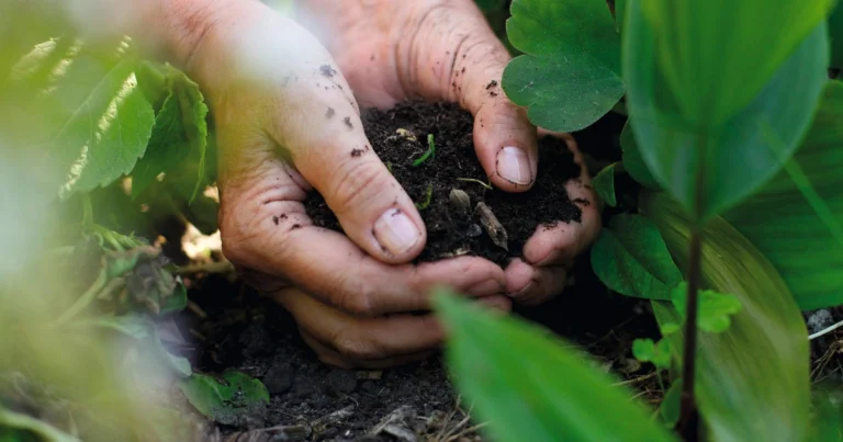 Abonos caseros gratuitos para enriquecer tus plantas de forma natural