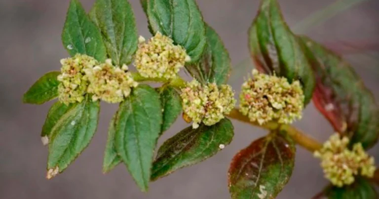 Euphorbia Hirta: 30 Sorprendentes Beneficios para la Salud y Cómo Usarla de Forma Segura