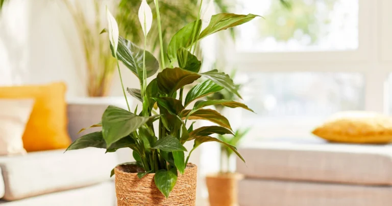 Lirio de la paz: el líquido casero que hará crecer hojas verdes y brillantes