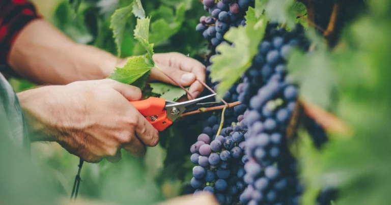 Cómo cultivar uvas en casa: guía completa desde la semilla hasta la cosecha