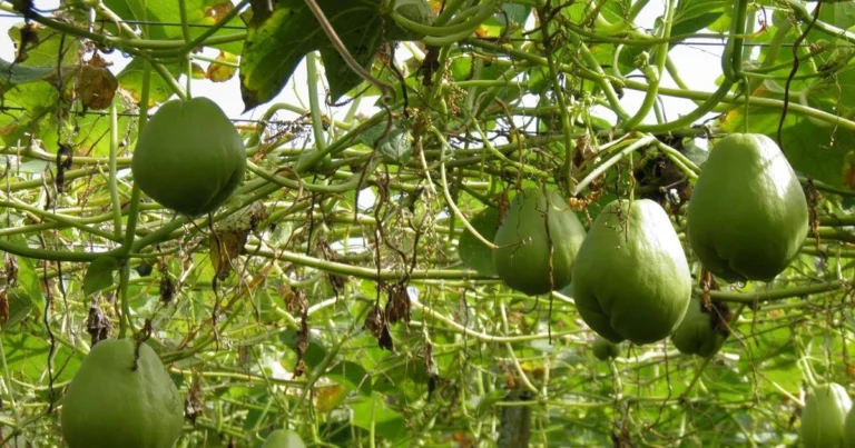 Cultivo completo del chayote: del brote a la planta productiva