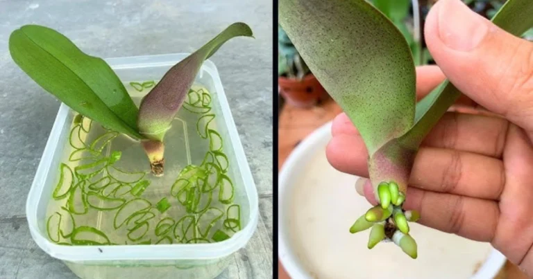 Cómo revivir una orquídea sin raíces con el método de agua