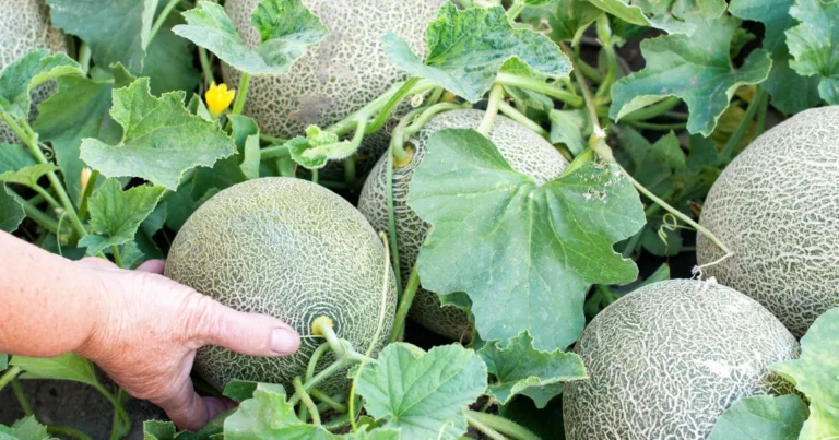 Cómo cultivar melón en casa con un sistema hidropónico: guía completa paso a paso