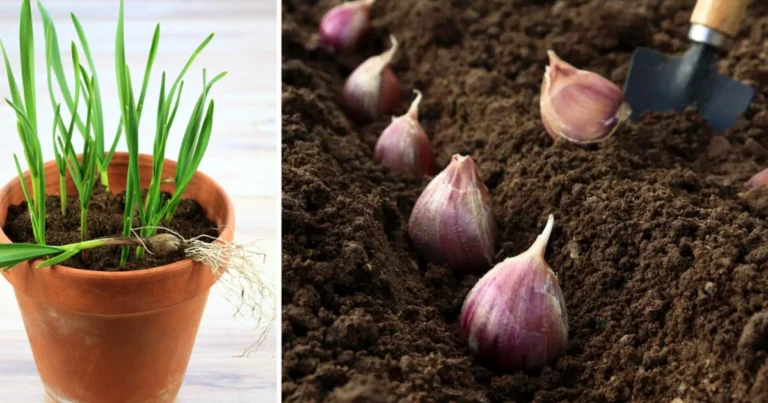 Cómo cultivar ajo en casa: guía completa para obtener bulbos frescos y saludables
