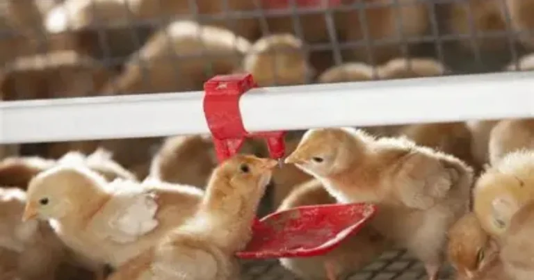 Cómo cuidar a las pollitas de 2 meses: guía completa para su crecimiento saludable