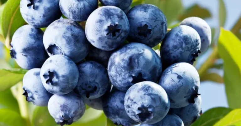 Cómo cultivar arándanos en maceta y disfrutar de una cosecha abundante en casa