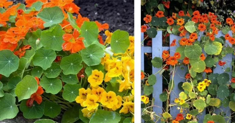 Capuchinas: la planta ornamental y comestible que todo jardín necesita