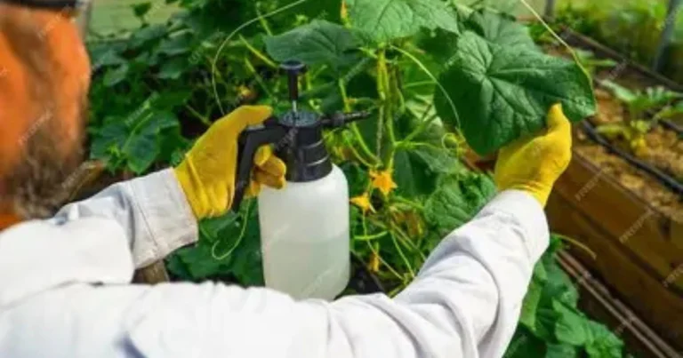 Riega tus Plántulas de Pepino con Esto y Acelera su Crecimiento 10 Veces Más Rápido ¡Obtén una Cosecha Temprana y Abundante!