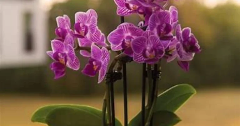 ¿Por qué utilizar posos de café para regar las orquídeas? 3 beneficios que no conocías