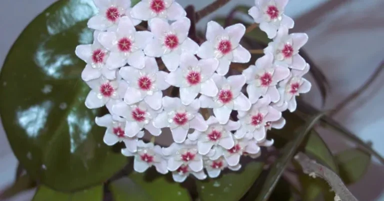 Hoya carnosa: guía completa para un flor de cera sano, vigoroso y siempre floreciente