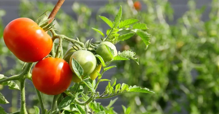 Las 10 mejores plantas compañeras del tomate para una cosecha abundante