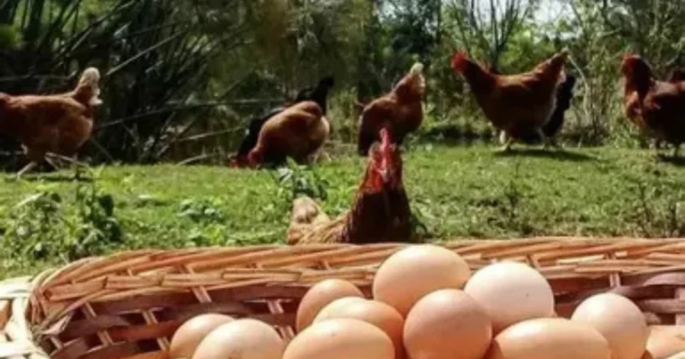 Consejos Caseros para Tener Gallinas Felices