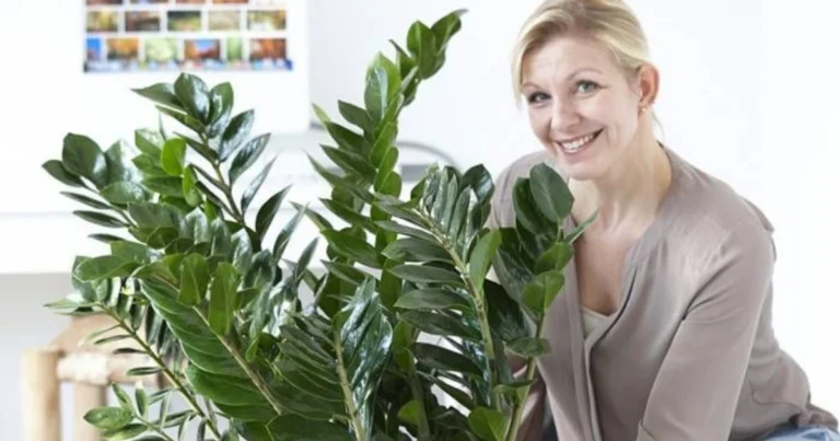 Planta Padre Pío (Zamioculcas): cuidados, riego y trucos para mantenerla siempre saludable