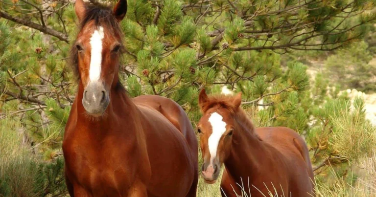 Guía práctica de los períodos de gestación en animales domésticos