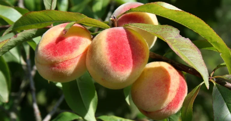 Cómo cultivar un duraznero desde el hueso: guía completa para obtener tu propio árbol