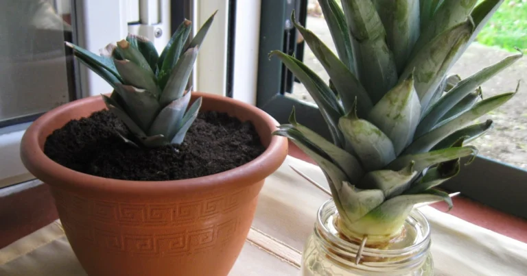 Cómo cultivar una piña en casa: guía práctica para obtener tu propia fruta tropical