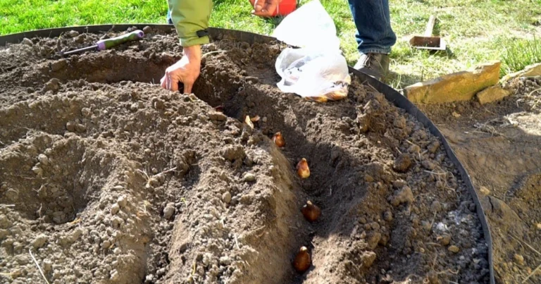 Compostaje en zanja: el secreto para un huerto fértil y sostenible
