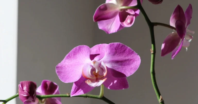 Orquídeas: el secreto natural para lograr una floración abundante y hojas fuertes y brillantes