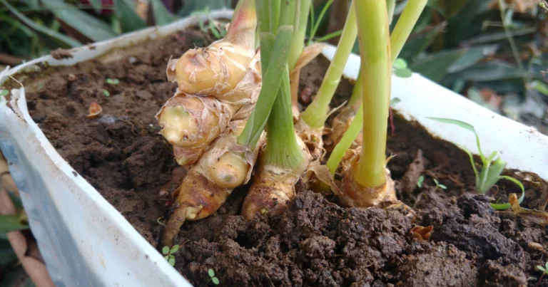 Cultivar jengibre en macetas: practicidad, salud y autosuficiencia en tu hogar