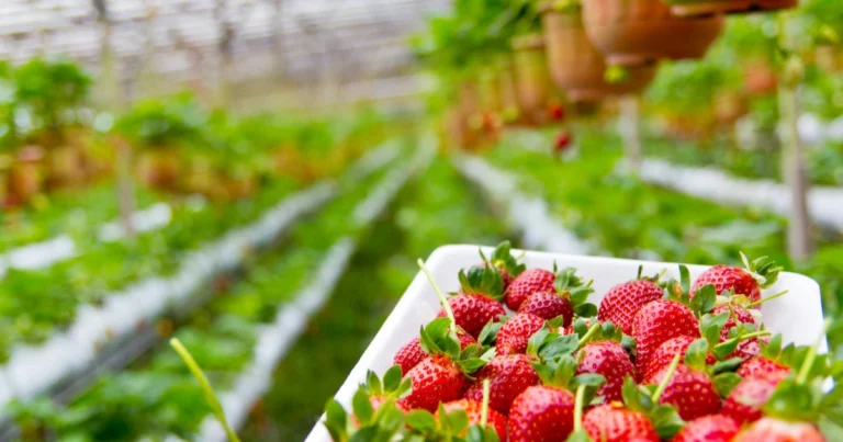 Cómo cultivar fresas en casa: guía práctica para obtener frutos frescos todo el año