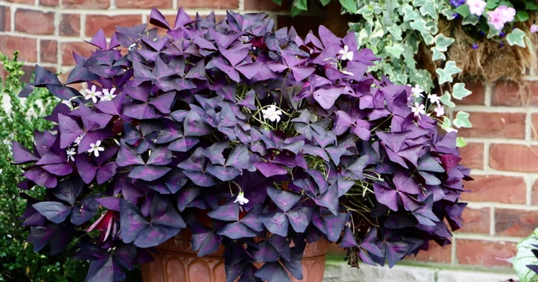Oxalis triangularis: la planta ornamental que aporta suerte y elegancia a tu hogar