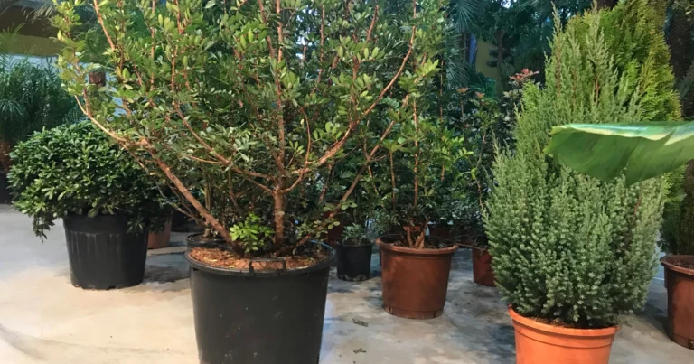 Guía de tamaños de macetas para cada cultivo