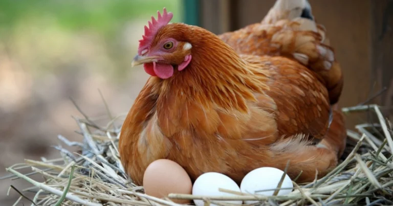 Secretos para tener gallinas felices y lograr una puesta abundante