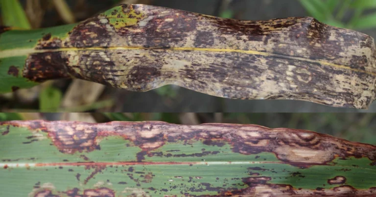 7 causas de hojas manchadas o secas en el maíz y cómo solucionarlas