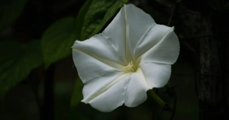 Plantas que Despiertan Cuando el Sol se Va: Belleza y Aroma en el Jardín Nocturno