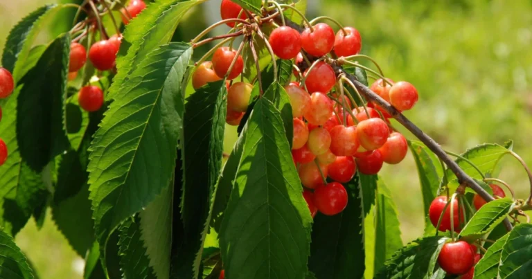 Cómo cultivar cerezos en casa desde la semilla: guía completa para obtener tu propio árbol frutal