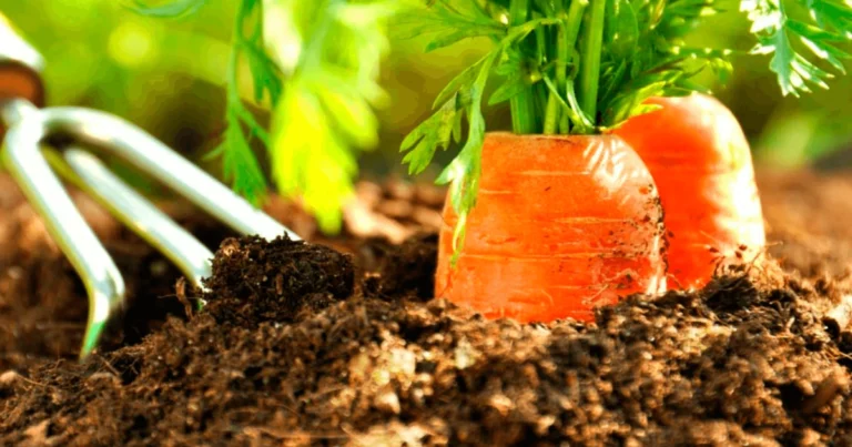 Cómo reutilizar zanahorias para obtener nuevos brotes y reducir el desperdicio alimentario