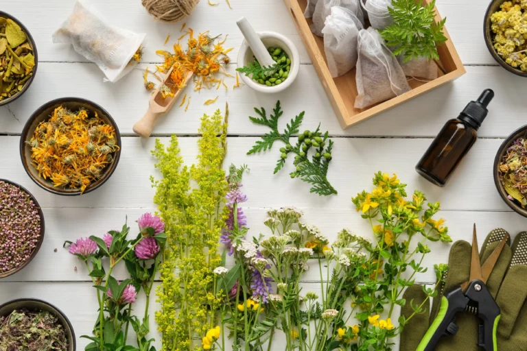 Plantas medicinales para tu cuerpo: un recorrido natural por sus beneficios