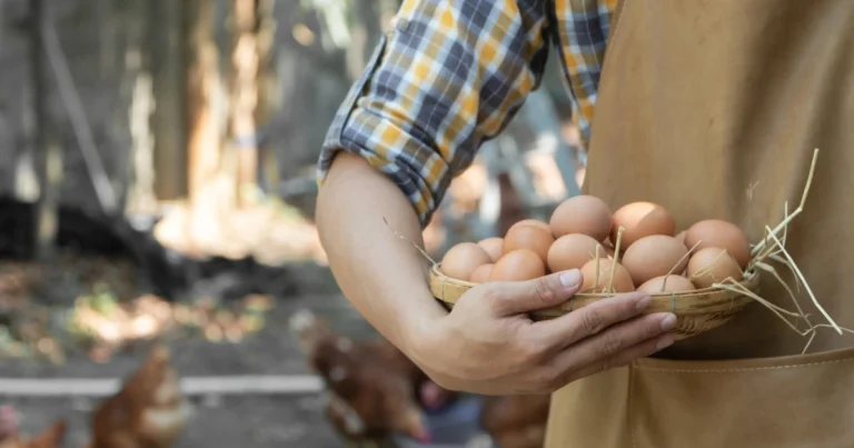 Consejos eficaces para ayudar a tus gallinas a poner más huevos