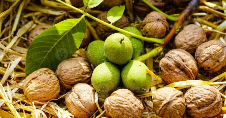 Cómo cultivar un nogal en casa a partir de una nuez: guía completa paso a paso