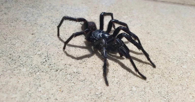 Las 4 arañas más peligrosas de Brasil (y cómo protegerte): Guía completa 2025