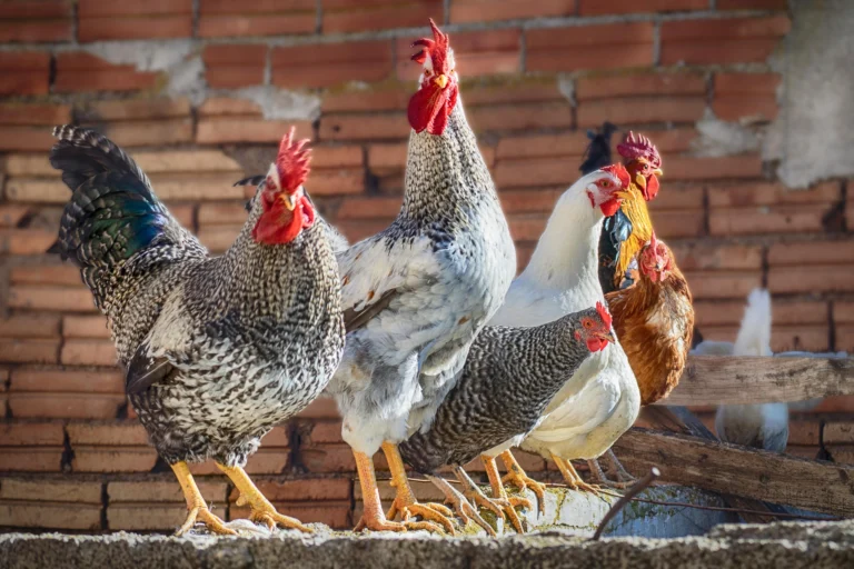 Las 5 mejores gallinas ponedoras para un corral lleno de huevos