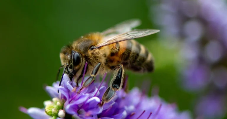 La importancia de las abejas y el peligro de los herbicidas en primavera