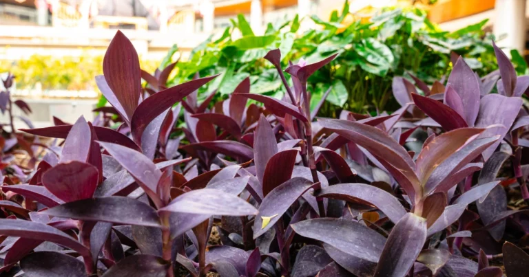 Tradescantia pallida (Purple Heart): guía completa de cuidados