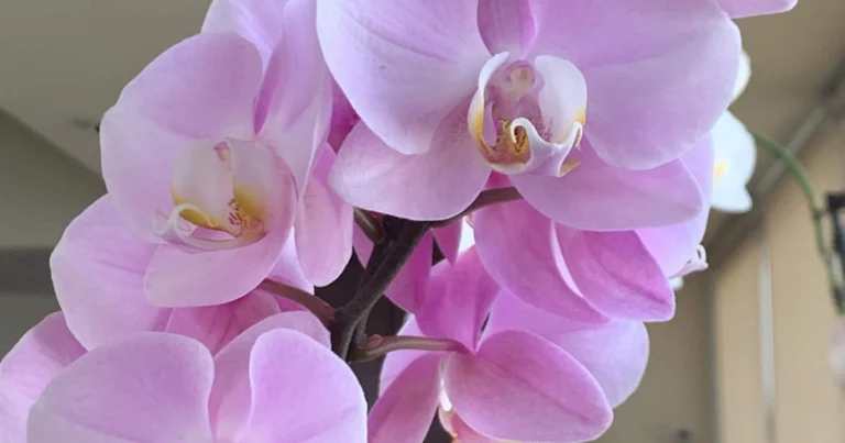 ¡Rocié una cuchara! En solo 12 días, la orquídea sin flores brotó y floreció abundantementeTres métodos probados para hacer florecer las orquídeas al 100%