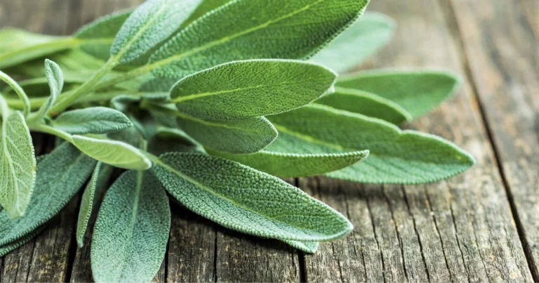 Salvia: la planta versátil que transforma tu salud, tu hogar y tu cocina