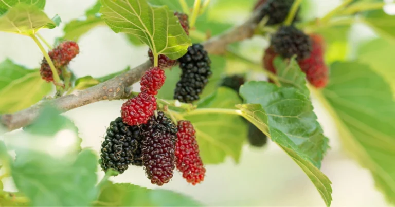 Cómo cultivar morera negra en maceta y disfrutar de abundantes frutos en casa
