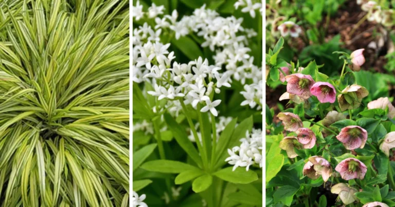 7 Plantas que Crecen y Florecen en la Sombra