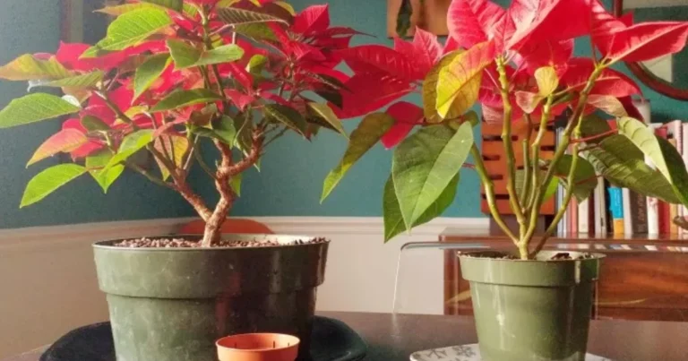 Cómo Propagar una Flor de Pascua a Partir de un Esqueje: Guía Completa