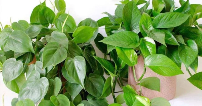 6 Plantas de Interior para Purificar el Aire según la NASA